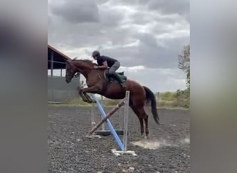 German Sport Horse, Mare, 12 years, Chestnut-Red