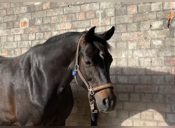 German Sport Horse, Mare, 13 years, 15.2 hh, Bay-Dark