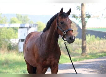 German Sport Horse, Mare, 13 years, 15.3 hh, Brown