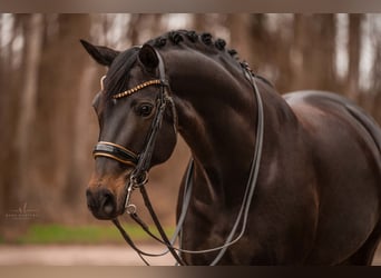 German Sport Horse, Mare, 13 years, 16.1 hh, Bay-Dark