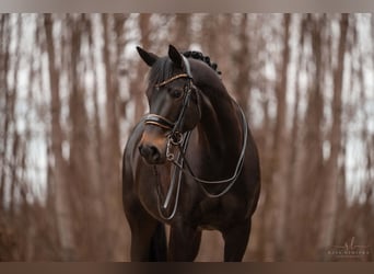 German Sport Horse, Mare, 13 years, 16.1 hh, Bay-Dark