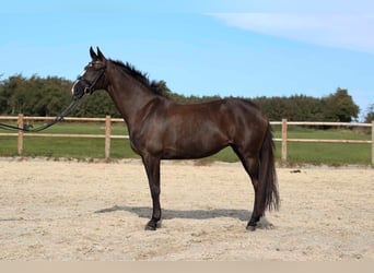 German Sport Horse, Mare, 13 years, 16.1 hh, Bay-Dark