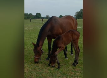 German Sport Horse, Mare, 13 years, 16,1 hh, Brown