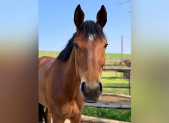 German Sport Horse, Mare, 13 years, 16.1 hh, Brown