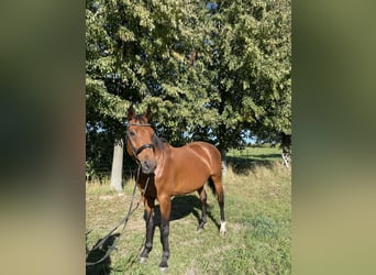 German Sport Horse, Mare, 13 years, 16.2 hh, Brown