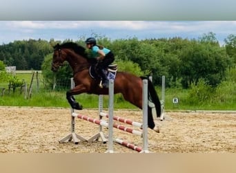 German Sport Horse, Mare, 13 years, 16 hh, Brown