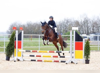 German Sport Horse, Mare, 13 years, 16 hh, Brown