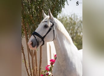German Sport Horse, Mare, 13 years, 16 hh, White