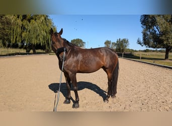 German Sport Horse, Mare, 13 years, 16,2 hh, Brown