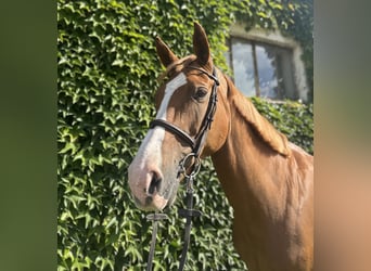 German Sport Horse, Mare, 13 years, 16,2 hh, Chestnut-Red