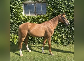 German Sport Horse, Mare, 13 years, 16,2 hh, Chestnut-Red
