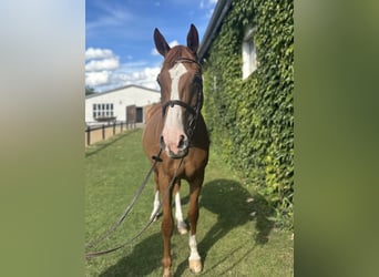 German Sport Horse, Mare, 13 years, 16,2 hh, Chestnut-Red