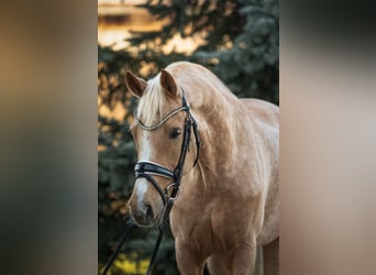 German Sport Horse, Mare, 13 years, Palomino