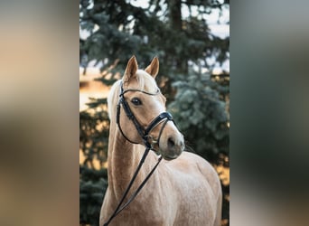 German Sport Horse, Mare, 13 years, Palomino