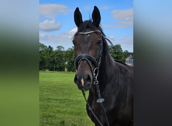 German Sport Horse, Mare, 14 years, 15,3 hh, Bay-Dark