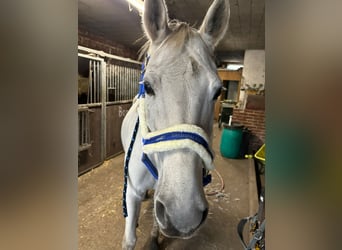 German Sport Horse, Mare, 14 years, 16,1 hh, Gray