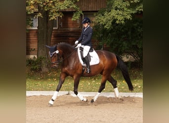 German Sport Horse, Mare, 14 years, 16.2 hh, Brown