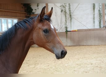 German Sport Horse, Mare, 14 years, 16.2 hh, Brown