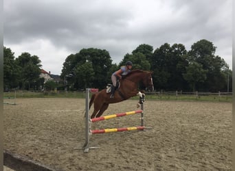 German Sport Horse, Mare, 14 years, 16.2 hh, Chestnut-Red