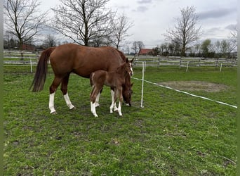 German Sport Horse, Mare, 14 years, 16.2 hh, Chestnut-Red