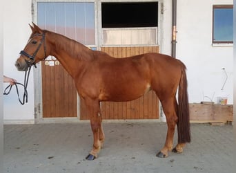 German Sport Horse, Mare, 14 years, 16.3 hh, Chestnut-Red