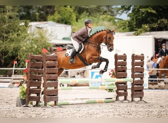 German Sport Horse, Mare, 14 years, 16 hh, Brown