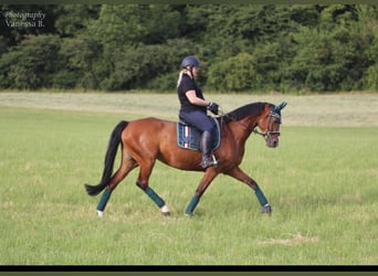 German Sport Horse, Mare, 14 years, 16 hh, Brown