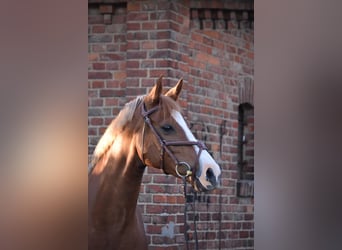 German Sport Horse, Mare, 14 years, 16 hh, Chestnut-Red