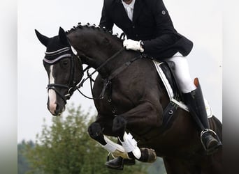 German Sport Horse, Mare, 14 years, 16,1 hh, Black