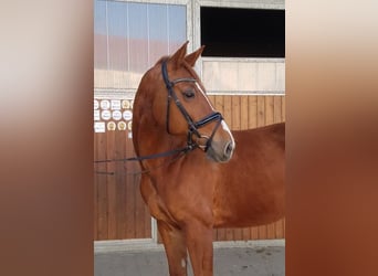 German Sport Horse, Mare, 14 years, 16,3 hh, Chestnut-Red
