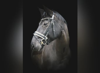 German Sport Horse, Mare, 14 years, 17,1 hh, Bay-Dark