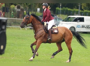 German Sport Horse, Mare, 14 years, 17 hh, Brown