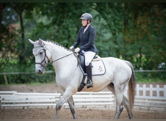 German Sport Horse, Mare, 14 years, 17 hh, Grey