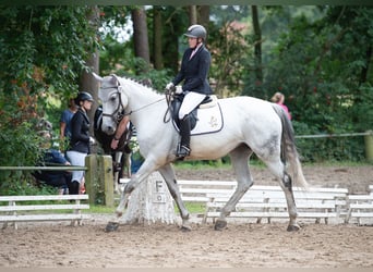 German Sport Horse, Mare, 14 years, 17 hh, Grey