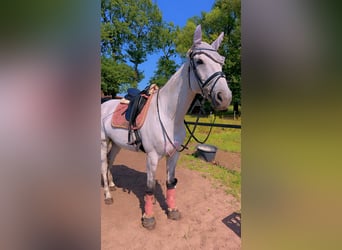 German Sport Horse, Mare, 14 years, 17 hh, Grey