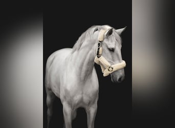 German Sport Horse, Mare, 14 years, 17 hh, Grey