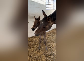 German Sport Horse, Mare, 15 years, 16.1 hh, Brown