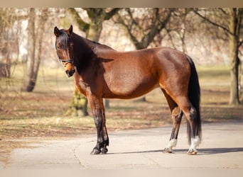 German Sport Horse, Mare, 15 years, 16.1 hh, Brown