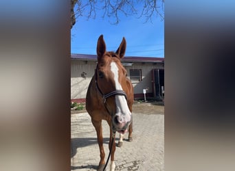 German Sport Horse, Mare, 15 years, 16.1 hh, Chestnut-Red