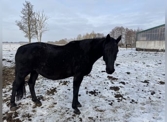 German Sport Horse, Mare, 15 years, 16.3 hh, Black