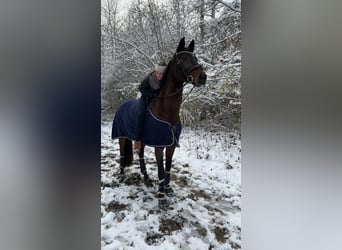 German Sport Horse, Mare, 15 years, 16.3 hh, Brown