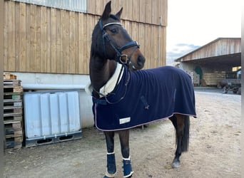 German Sport Horse, Mare, 15 years, 16.3 hh, Brown