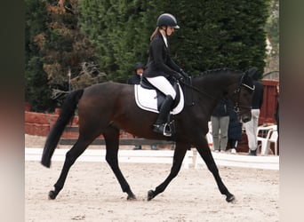 German Sport Horse, Mare, 15 years, 16.3 hh, Brown