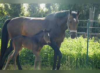 German Sport Horse, Mare, 15 years, 16.3 hh, Brown