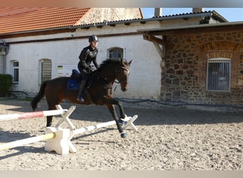 German Sport Horse, Mare, 15 years, 16.3 hh, Brown