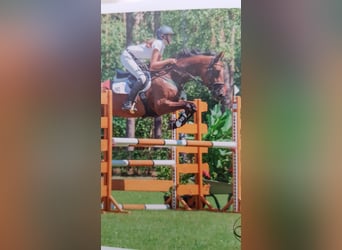 German Sport Horse, Mare, 15 years, 16.3 hh, Brown