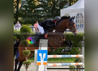 German Sport Horse, Mare, 15 years, 16 hh, Brown