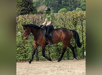 German Sport Horse, Mare, 15 years, 16 hh, Brown
