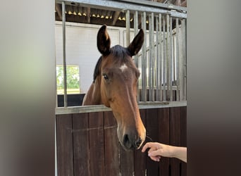 German Sport Horse, Mare, 15 years, 16,1 hh, Brown