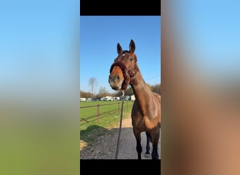 German Sport Horse, Mare, 15 years, 16,1 hh, Brown